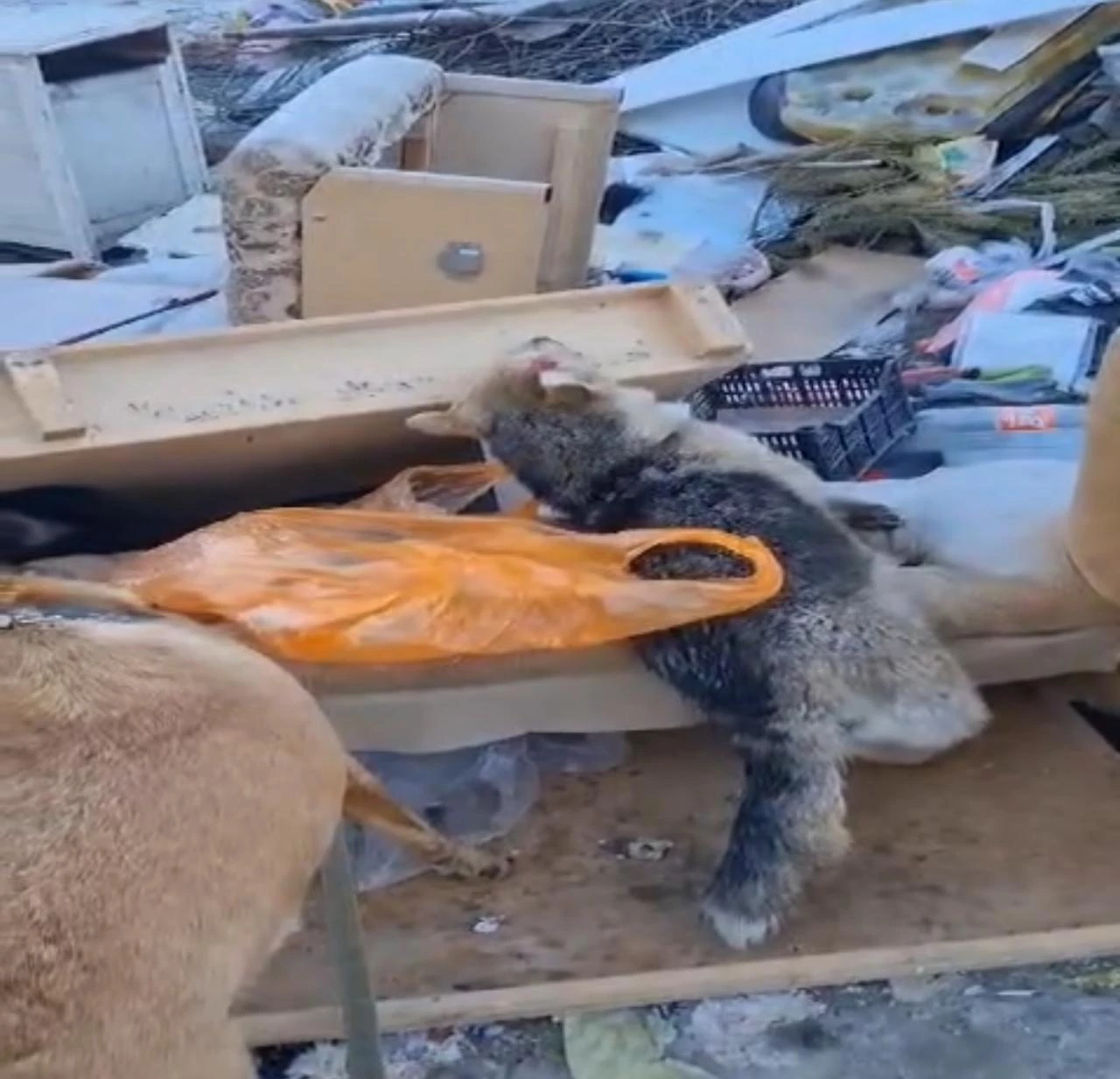 В Уральске продолжают убивать бродячих собак